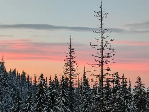 Pink dawn sky behind snowy spruce, SilverStar Mountain Resort, near Vernon, B.C., December 3, 2024
